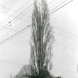 �kolka v r.1985